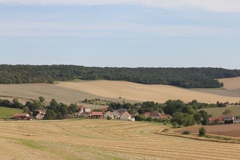Summer Vineyards in the Marne Valley