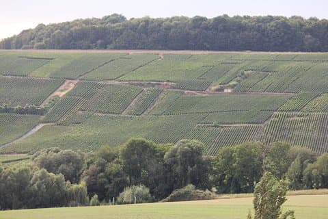 Custom Planned 2 Day Champagne Vineyard Tour with Private Driver