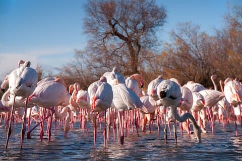Bird Park in Saintes Maries