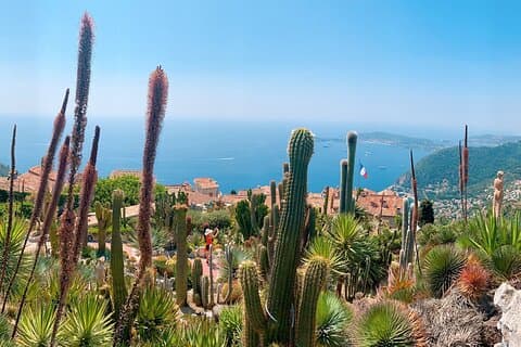 Exotic garden