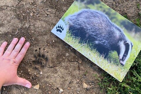 Wild animal treasure hunt