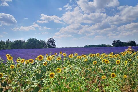 Lavender Fields in 2 July