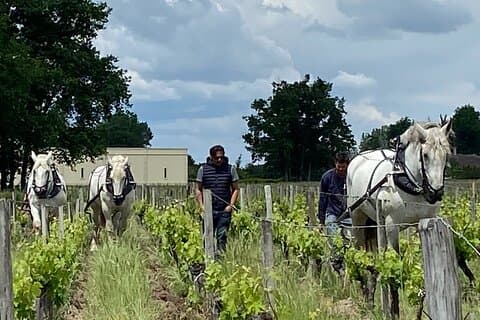 Visit and tasting at Château Labrie – Saint-Émilion