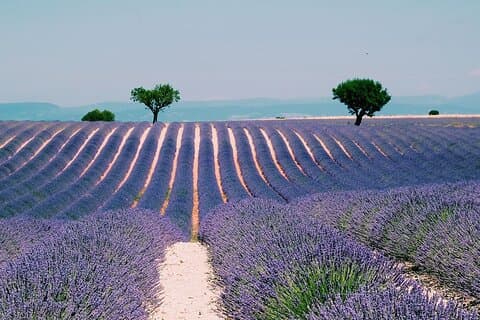 Provence, Vineyards and Lavender Fields Private Day Trip