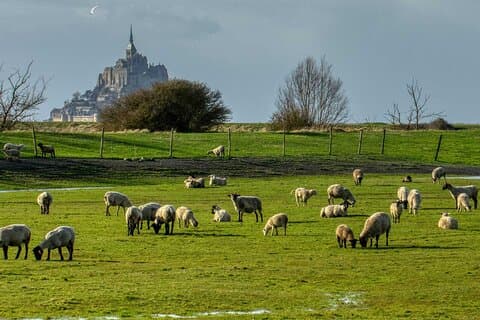 The sheep of Mont Saint Michel