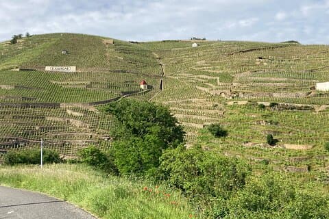 Côte-Rôtie hillsides