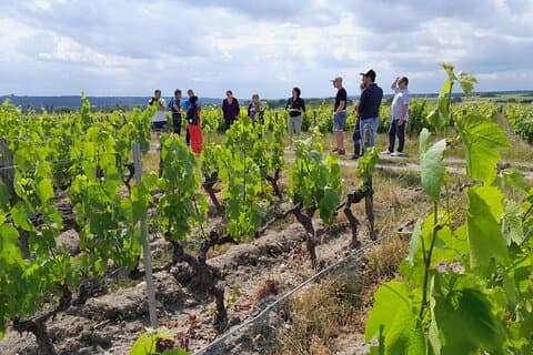Visit with Mathilde, the winemaker