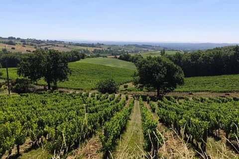 Superb walk in the heart of the vineyards around Toulouse, an immersion between nature and terroir for an unforgettable moment