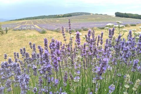 Lavender Landscapes and Provencal Flavors