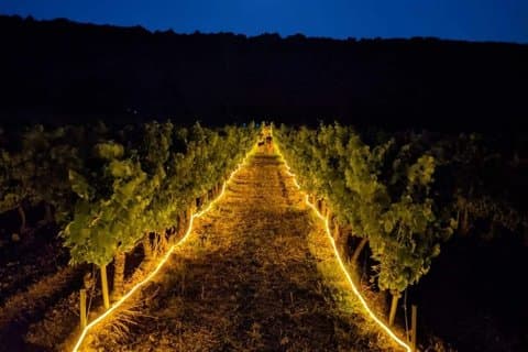 Rousset les Vignes night walk in the vineyards