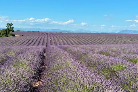 Verdon Gorges and Valensole Lavender Motorcycle Tour from Nice