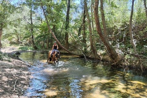 From St. Tropez: Explore La Môle on Horseback with Shared Group