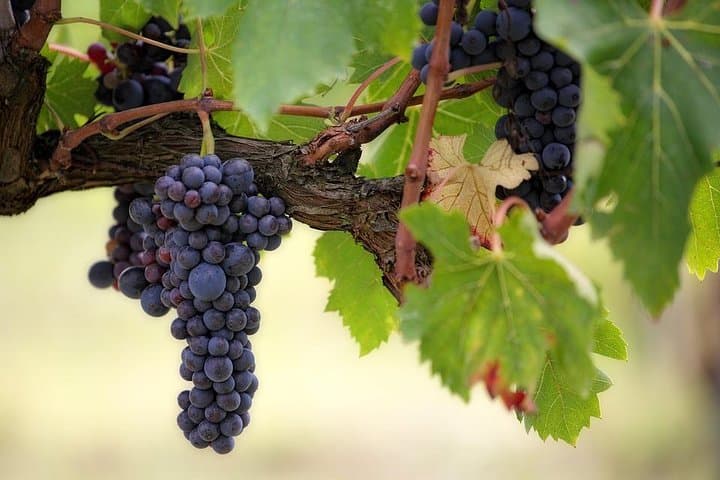 The Original Syrah Wine Tour (2:00 pm - 6:30 pm) - Small Group Tour from Lyon