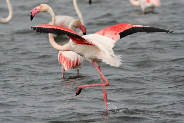 Pink flamingos at the Bird Park