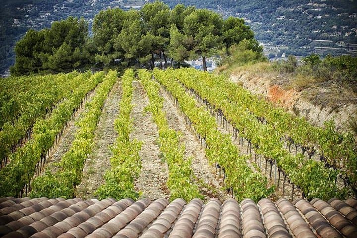 Private tour, Medieval Saint Paul & Wine tasting (from Nice)