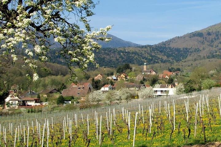 Vineyard