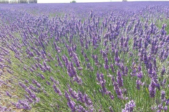 Lavender fields