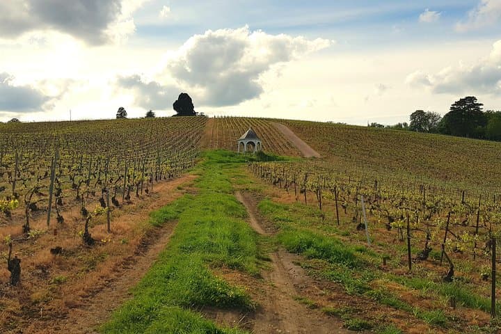 Wineyards of Chateau Le Gallais