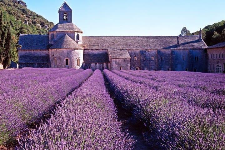 Lavender fields