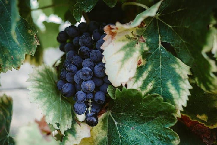 The vines