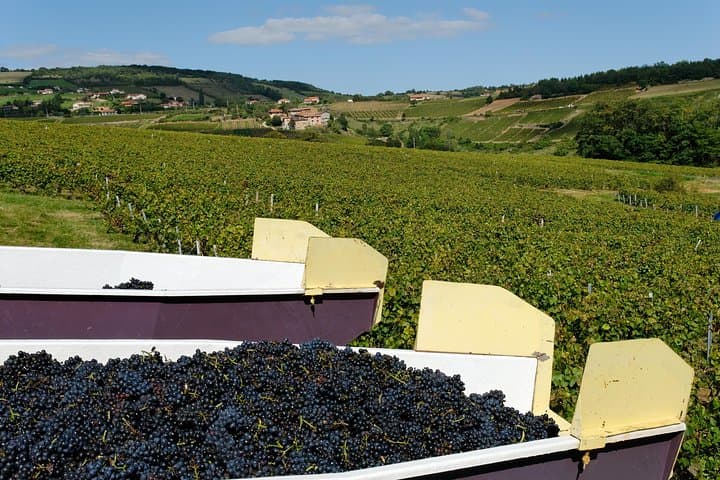 Beaujolais & Perouges Medieval Town (9:00 am to 5:15 pm - Small Group Tour Lyon