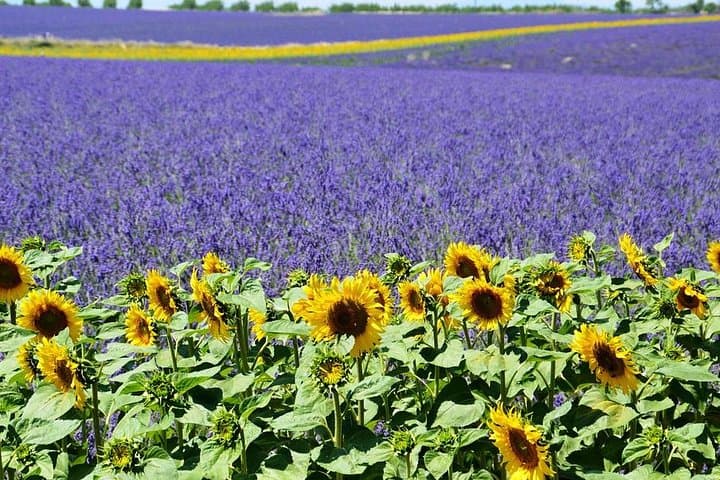Nice: Gorges of Verdon and Fields of Lavender Tour