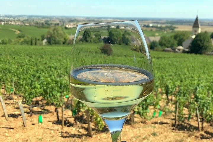 Taste champagne in the vineyard