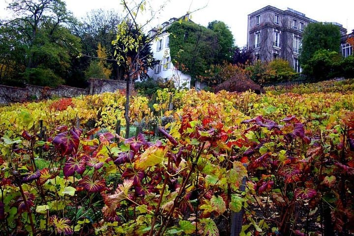 discover the vineyards of Montmartre