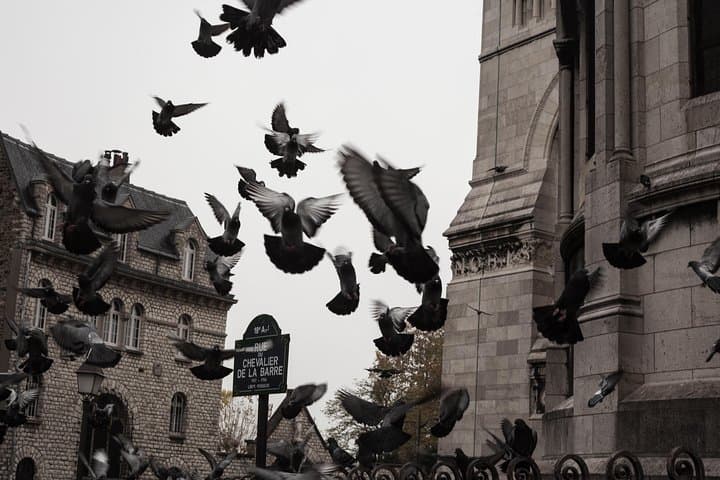 Doves of the Sacred Heart