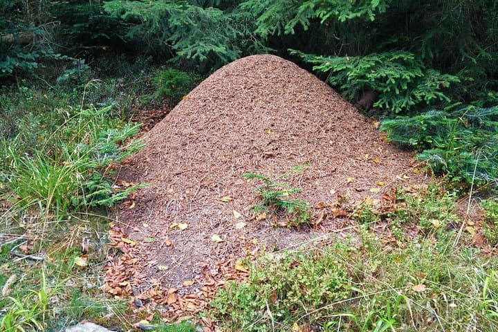 Do you know everything about the life of the ant?