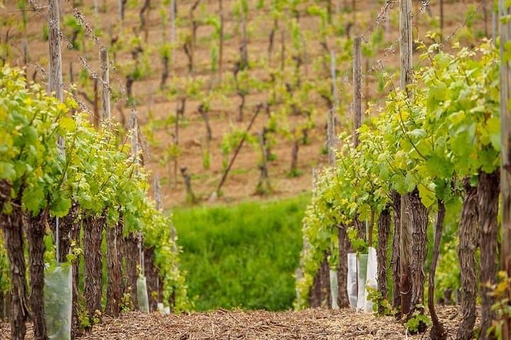 Alsace wine route