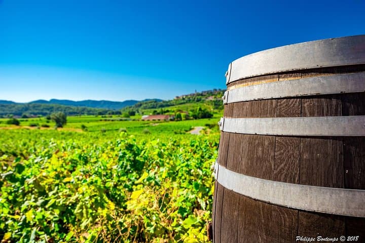 Cellar Visit & Bandol Wine Tasting (in French)