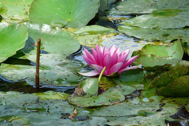 Giverny & Monet's House Audio Guided Half-day Tour from Paris