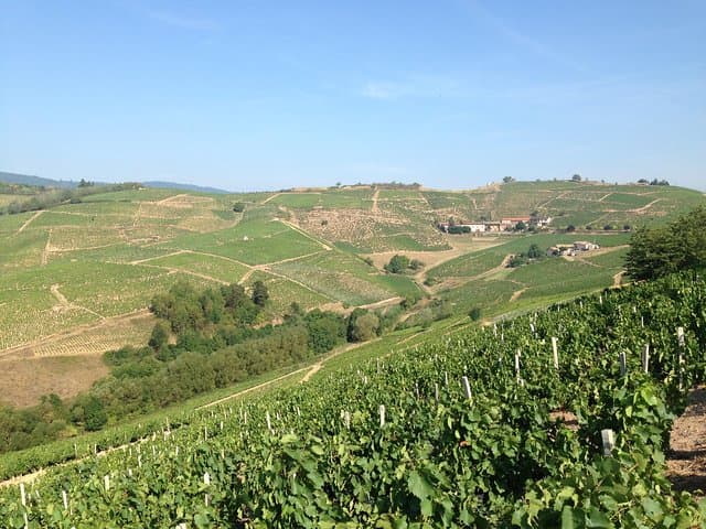 Beaujolais Crus Wines & Castles (9:00 am - 1:30 pm) - Small Group Tour from Lyon
