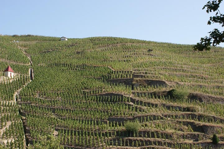 The Original Syrah Wine Tour (2:00 pm - 6:30 pm) - Small Group Tour from Lyon