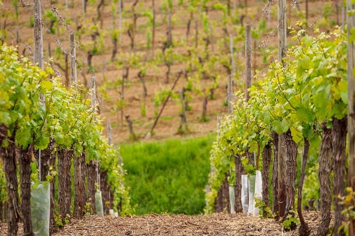 Wine route in Alsace