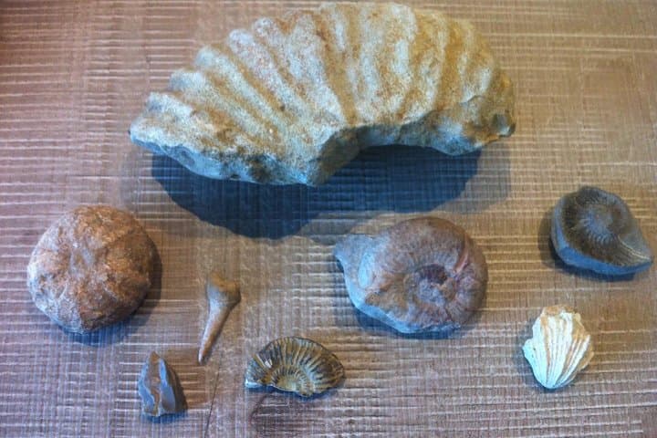 Foraging in Provence