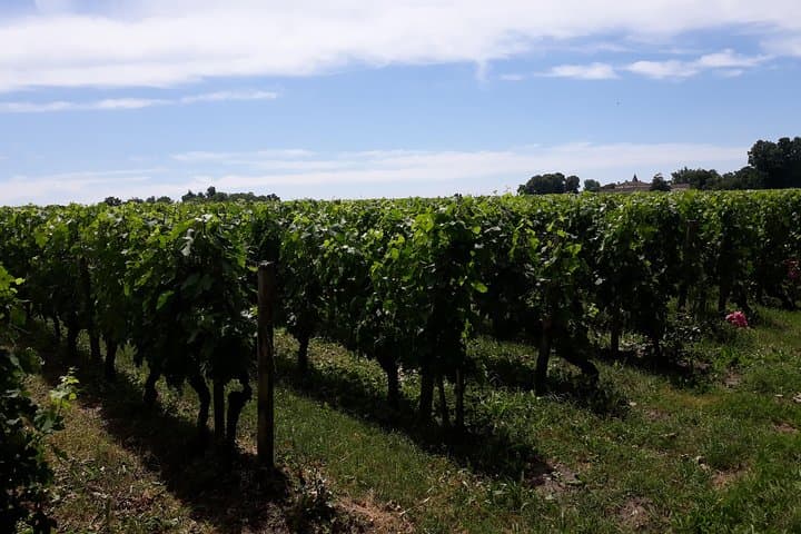 Vines
