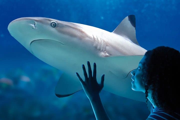 Aquarium SEA LIFE Paris Val d'Europe