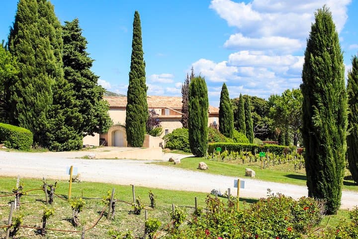 Vineyards, Gastronomy - the best of food & wine in Provence
