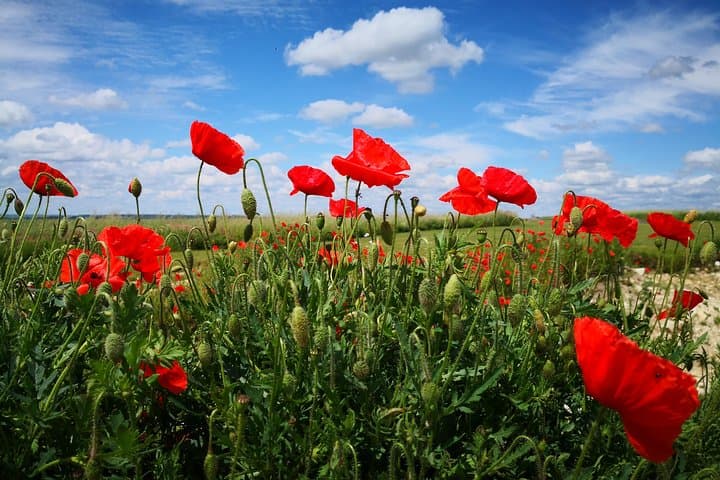 Australian War Memorial in Villers Bretonneux, Somme - Red poppies still grow in the fields
