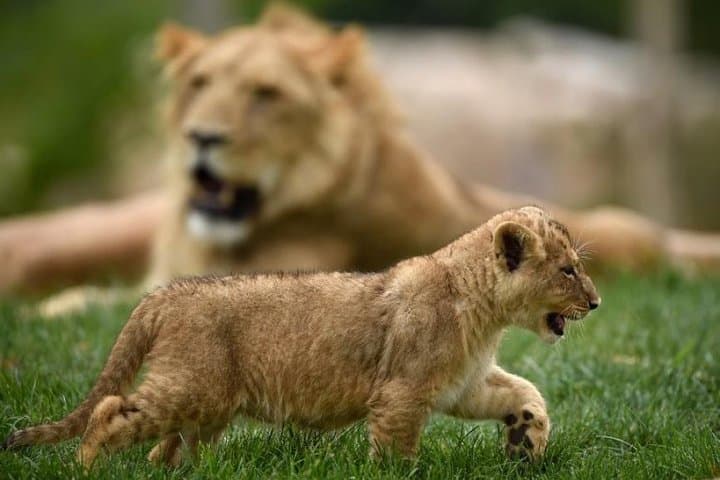 Beauval Zoo - Transportation Private Trip