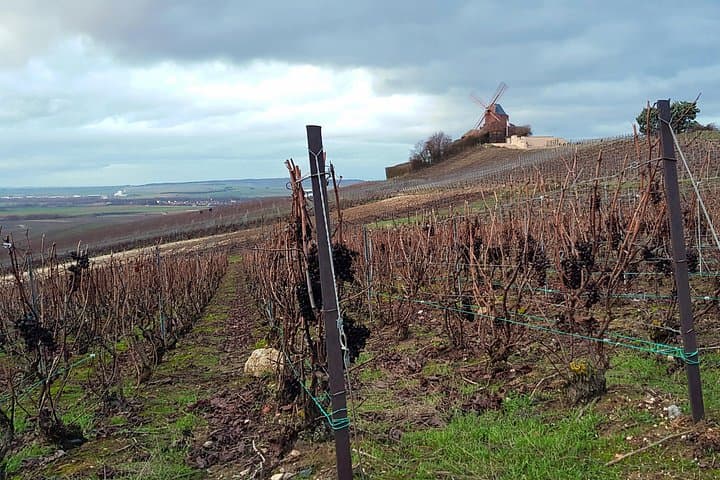 The Champagne vineyards in winter