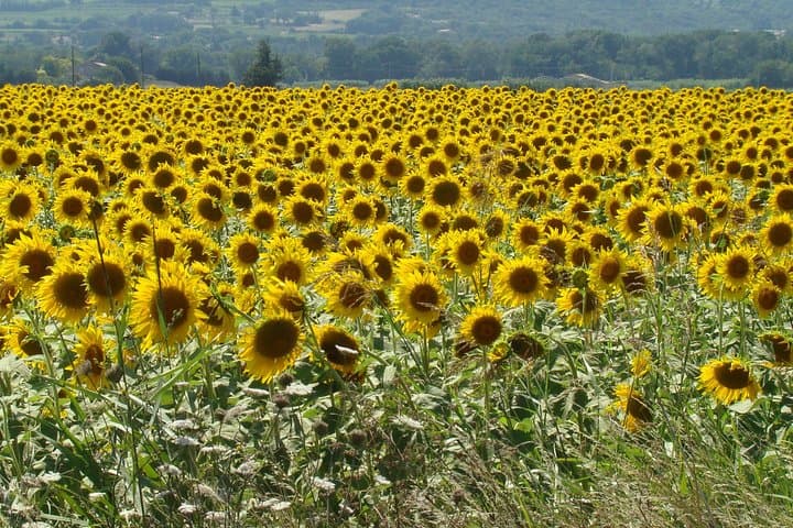 Les Tournesols