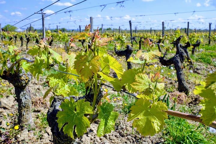 Loire Valley vineyards