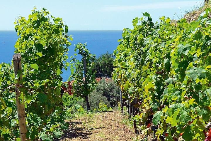 Côtes de Provence Wine Day Tour : 7 hours