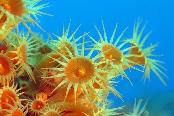 Snorkeling - By boat on site in the Bay of Cannes or Estérel