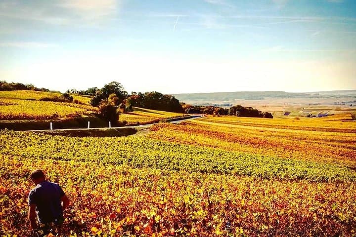Vineyars of Champagne Credit photo : Julien Cointe