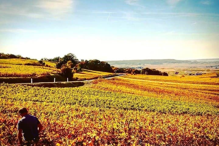 Champagne vineyard - Copyright Julien Cointe