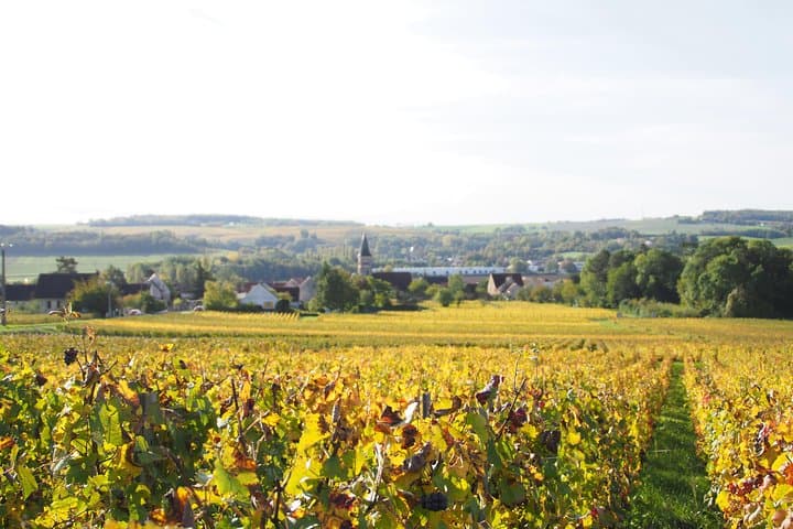 Vineyard Walking Tour & 2 Champagnes Tasting